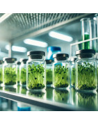 Plant tissue culture